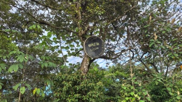 ¿Por qué cuatro familias bribris enfrentan desalojo en territorio que recuperaron hace siete años?