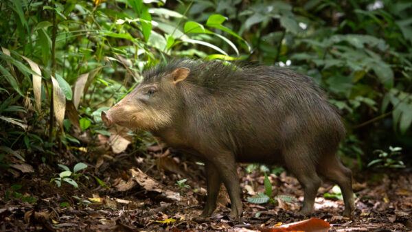 Costa Rica reintroduce chanchos de monte en parque nacional