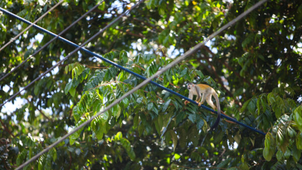 Costa Rica avanza en pasos de fauna pero estanca infraestructura social