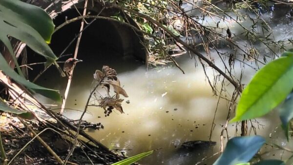 Inundaciones de aguas negras amenazan expandirse en San José